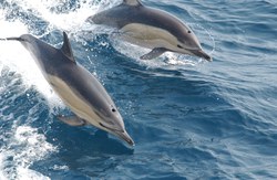 Dolphin swimming in the ocean