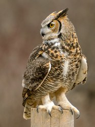 Owl perched outdoors