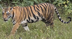 Tiger walking through grass